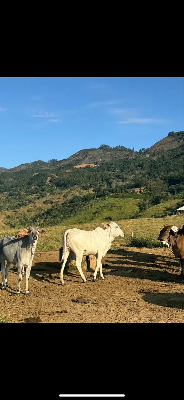 Bezerras / novilhas - Foto 5