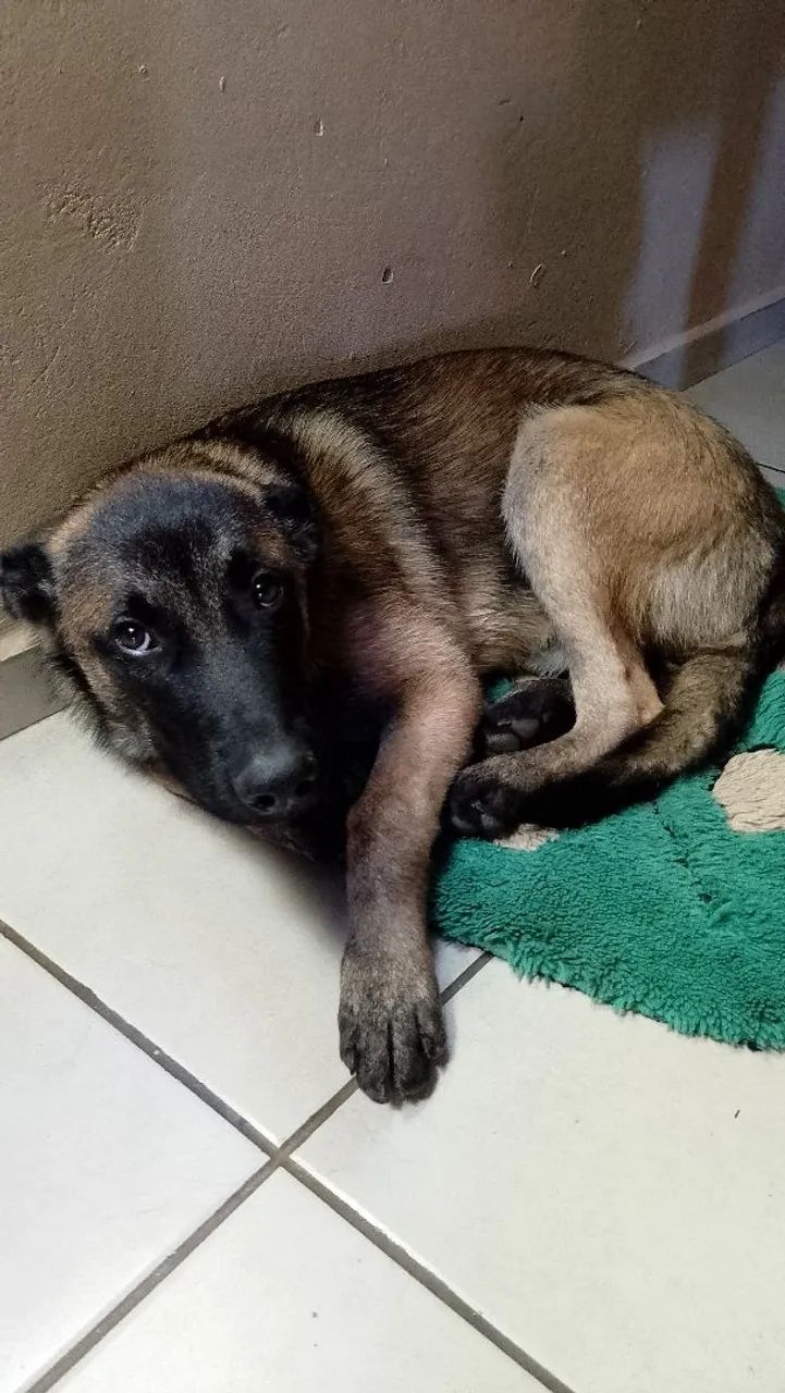 Pastor belga malinois  - Foto 4