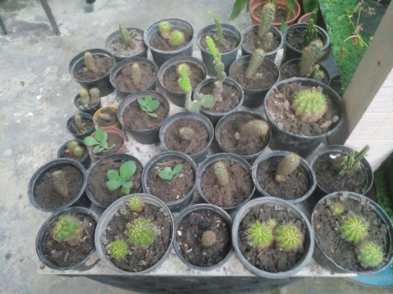 Coleção de  mini cactos  - Foto 2