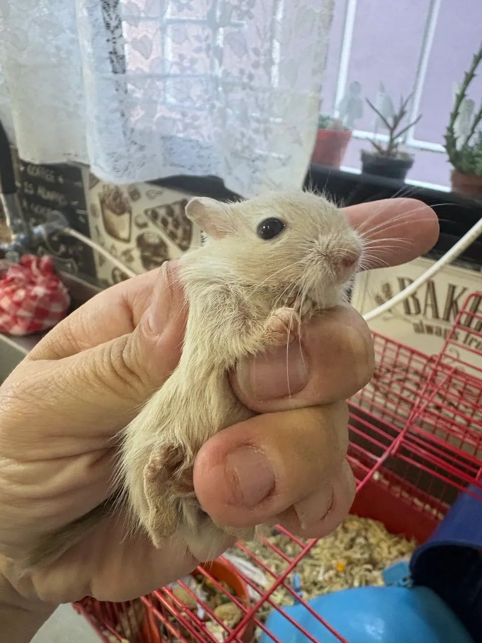 Esquilo da Mongólia Gerbil Machos - Foto 4