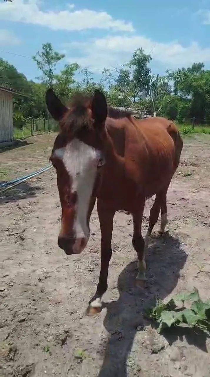 Cavalo crioulo  - Foto 2