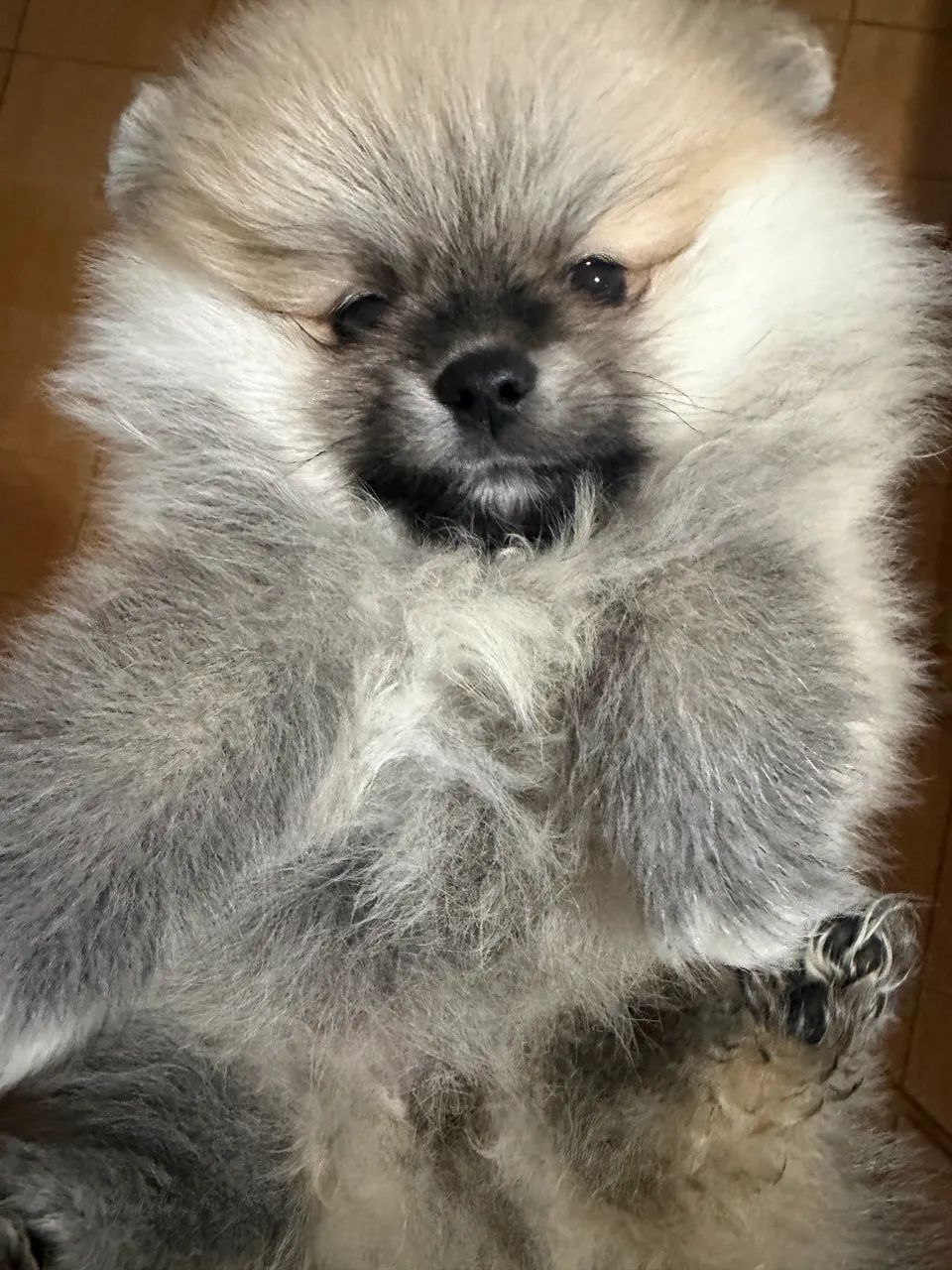 Spitz. Alemão Fêmea  - Foto 2
