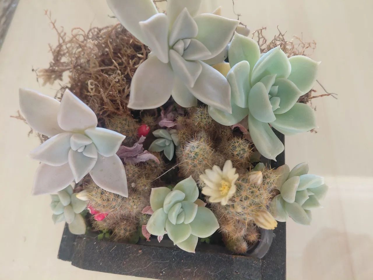 Jardinagem  - Foto 4