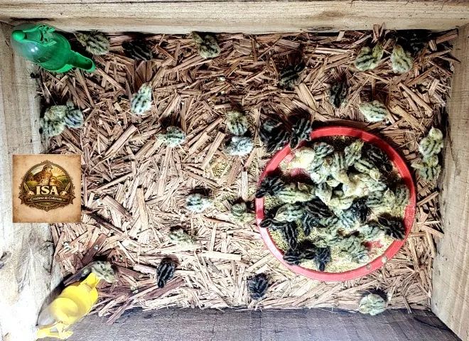 Codornas Gigantes , Pintos e Ovos Férteis  - Foto 4