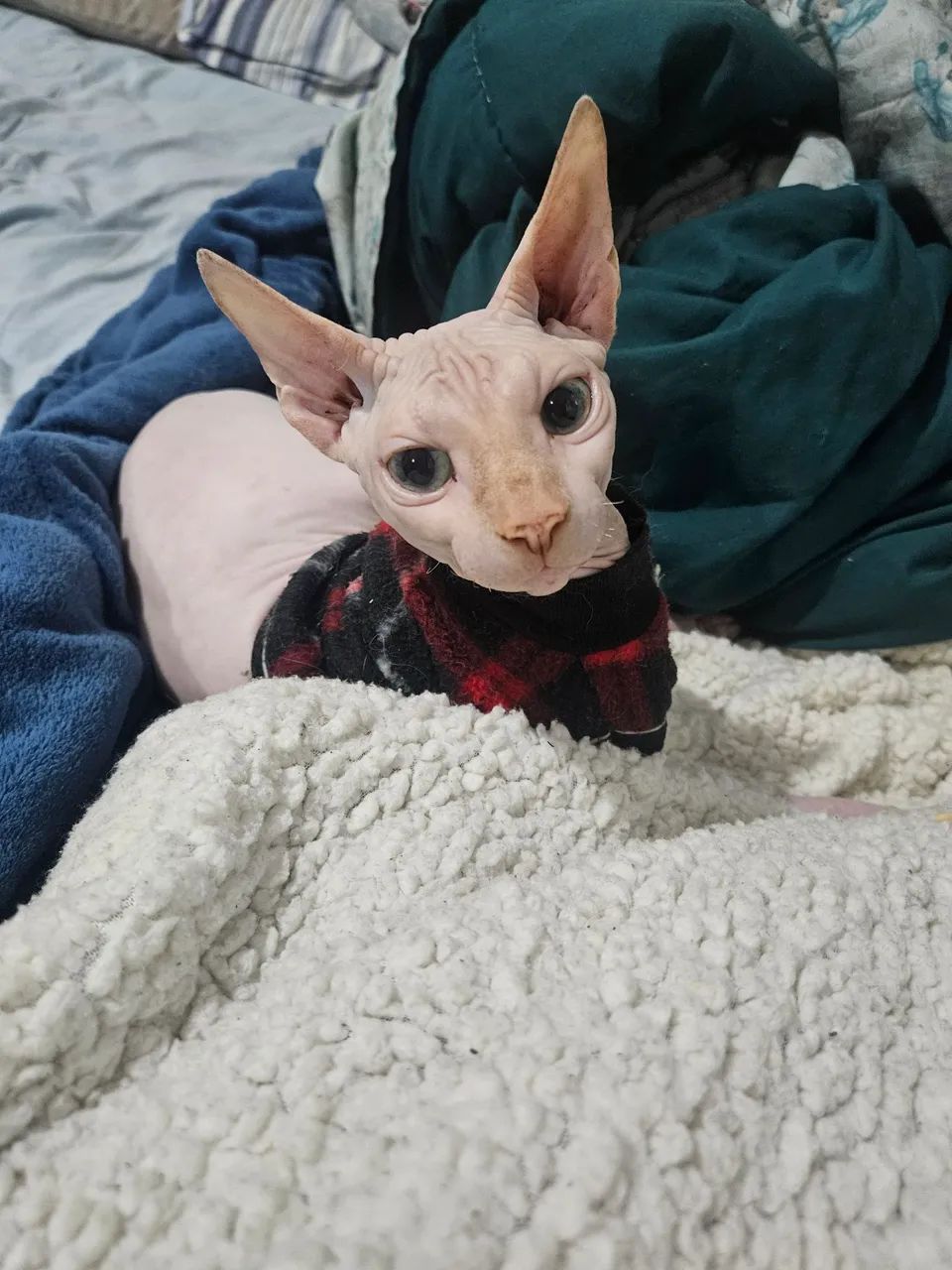 Gato Sphynx Macho - Foto 3