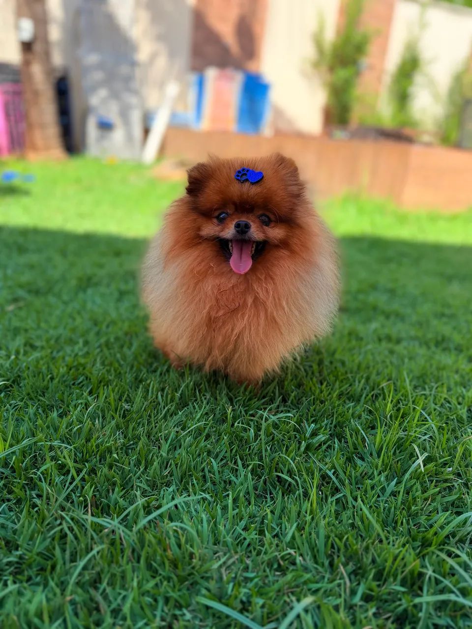 Macho spitz alemão anão  - Foto 3