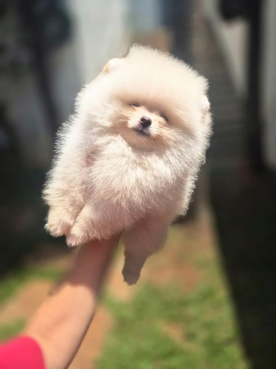 Spitz alemão ursinho macho