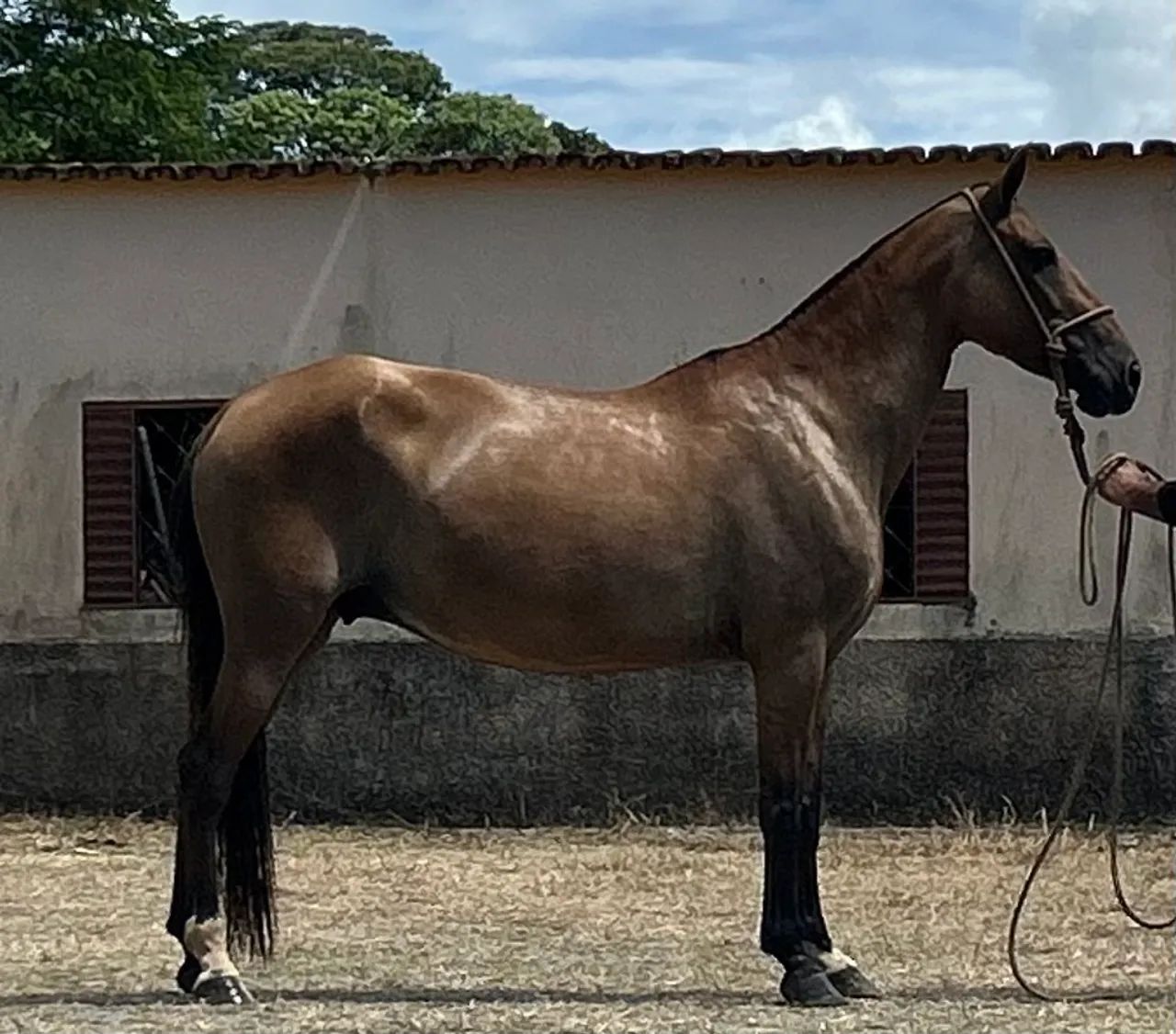 Vendo égua campolina genuína de marcha picada  - Foto 4