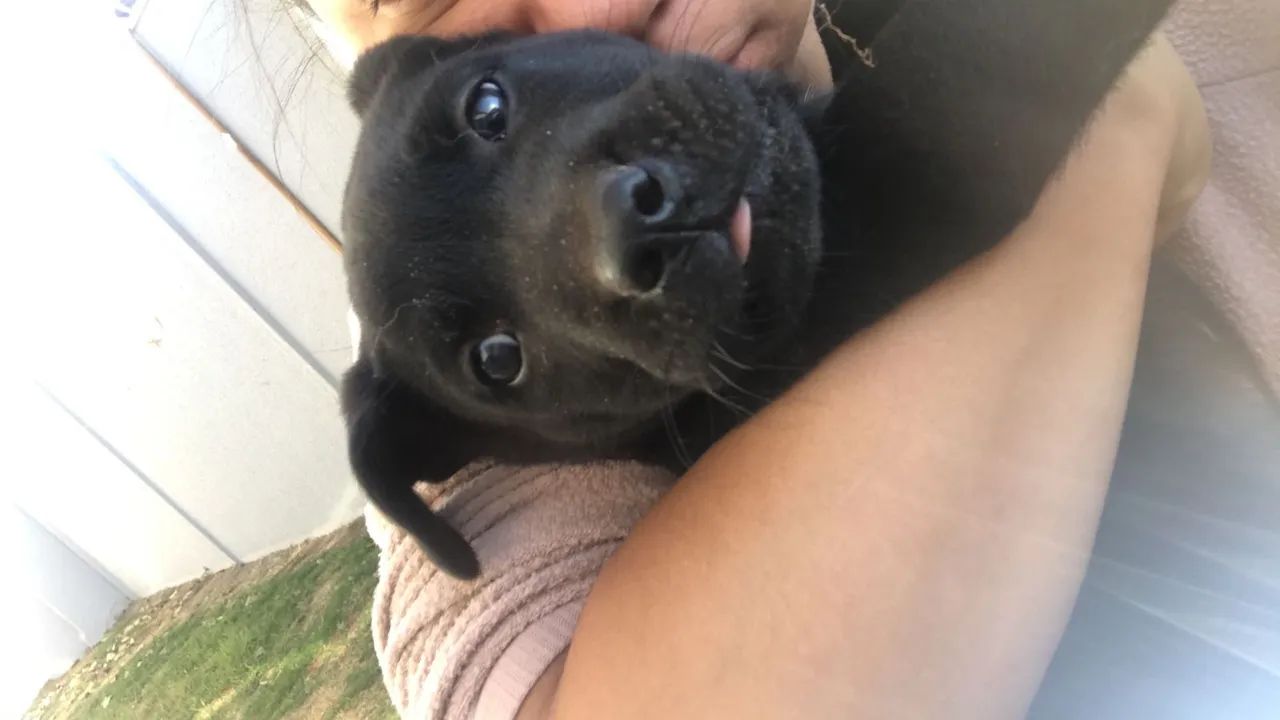 Doação cão  - Foto 2