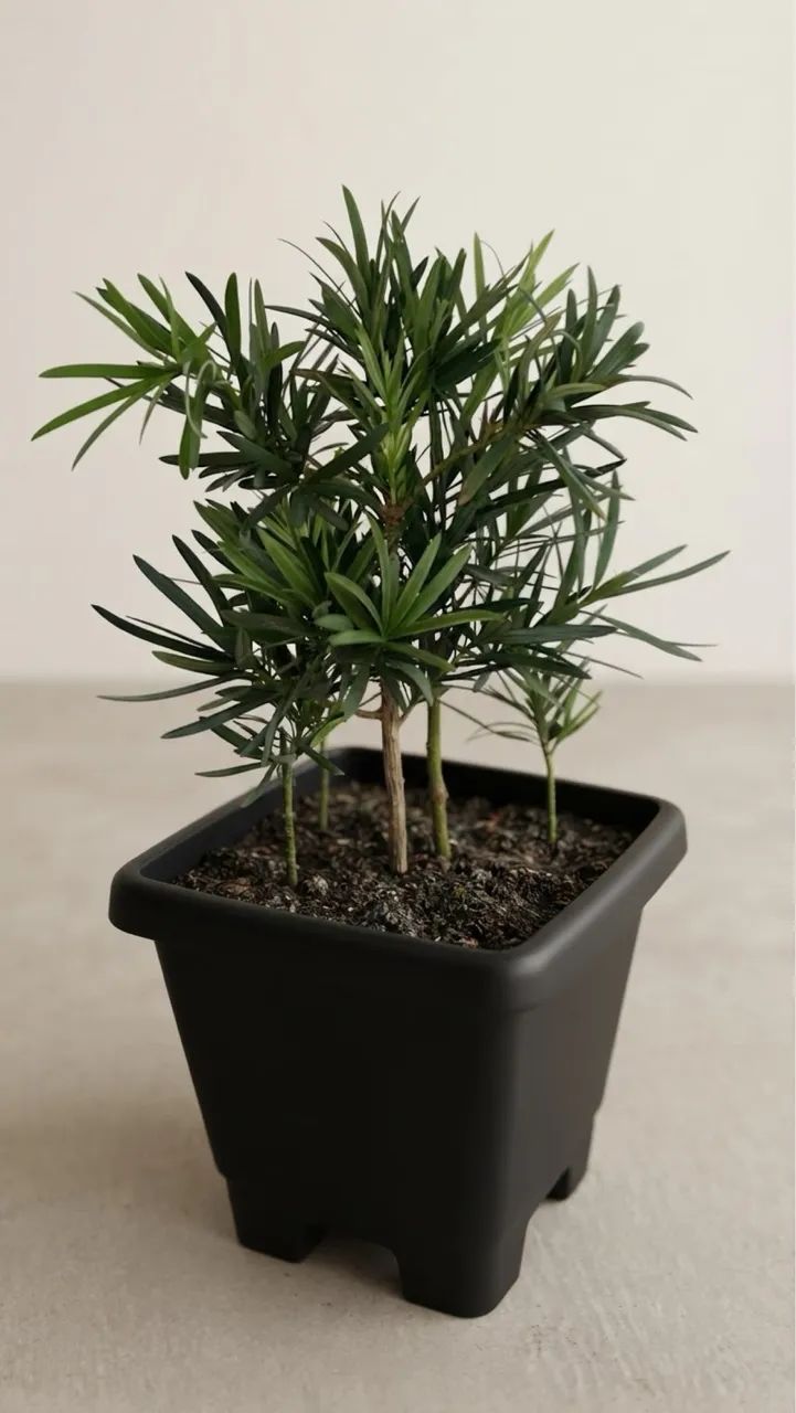 Vendo Plantas 04 - Foto 3