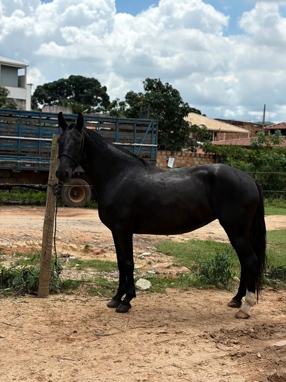 Égua  - Foto 2