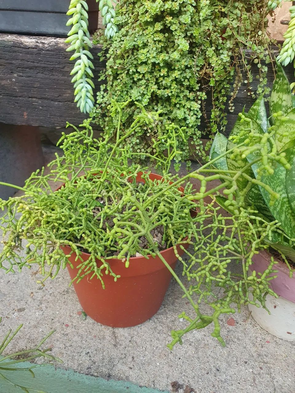 Suculenta Cacto Macarrão 