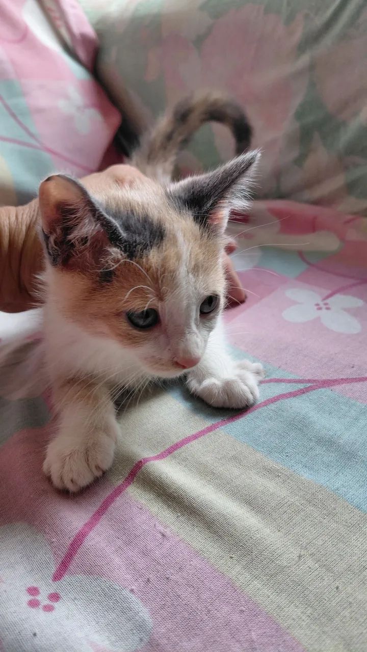 Adoção Responsavel - Foto 6