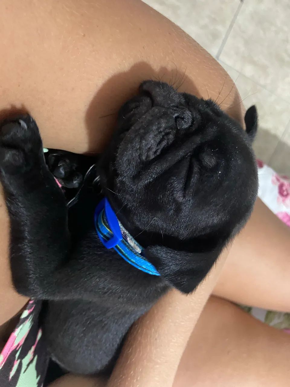 Pug filhote - Foto 2