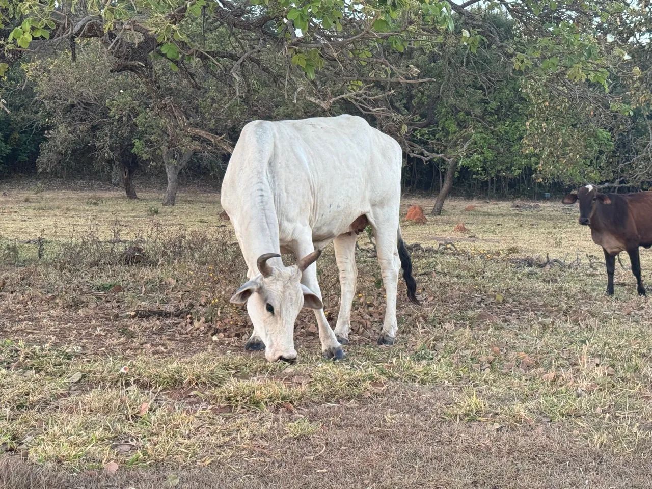Vacas - Foto 2