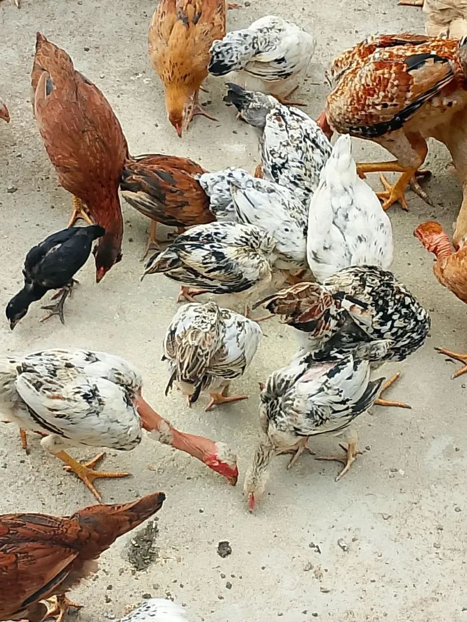 Aves - Foto 5