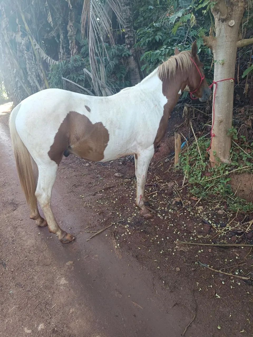 Cavalo - Foto 3
