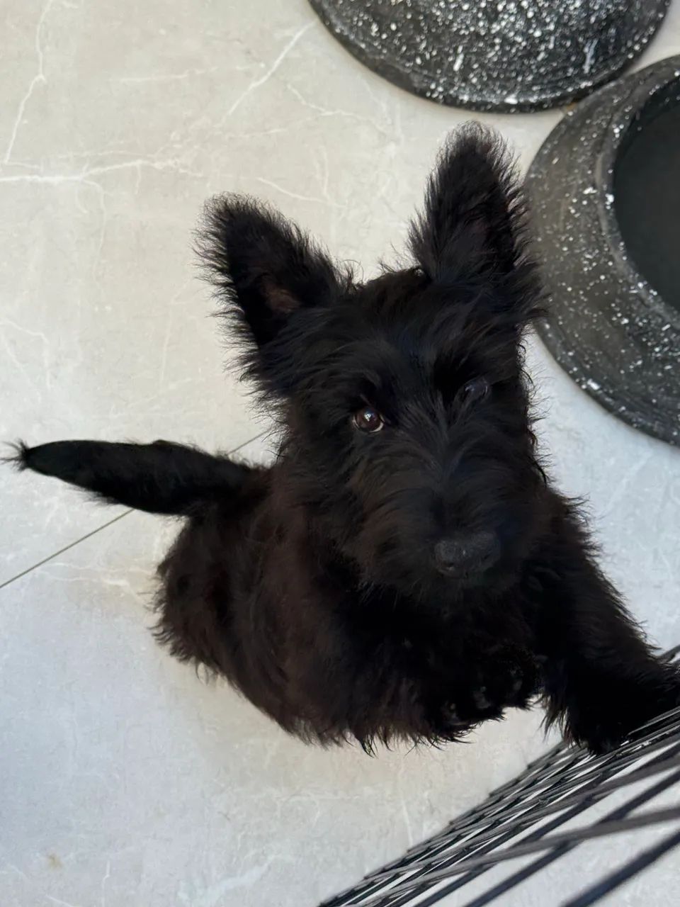 Scottish Terrier - Foto 2
