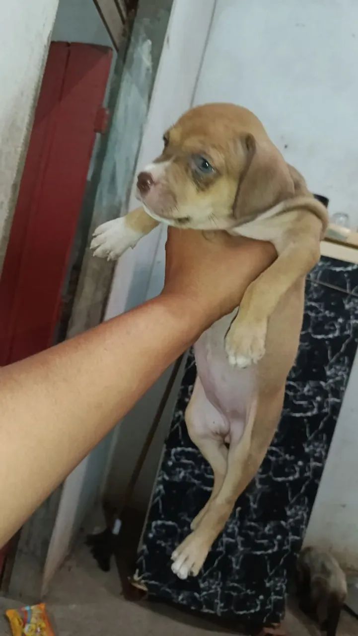 Cachorro  - Foto 3