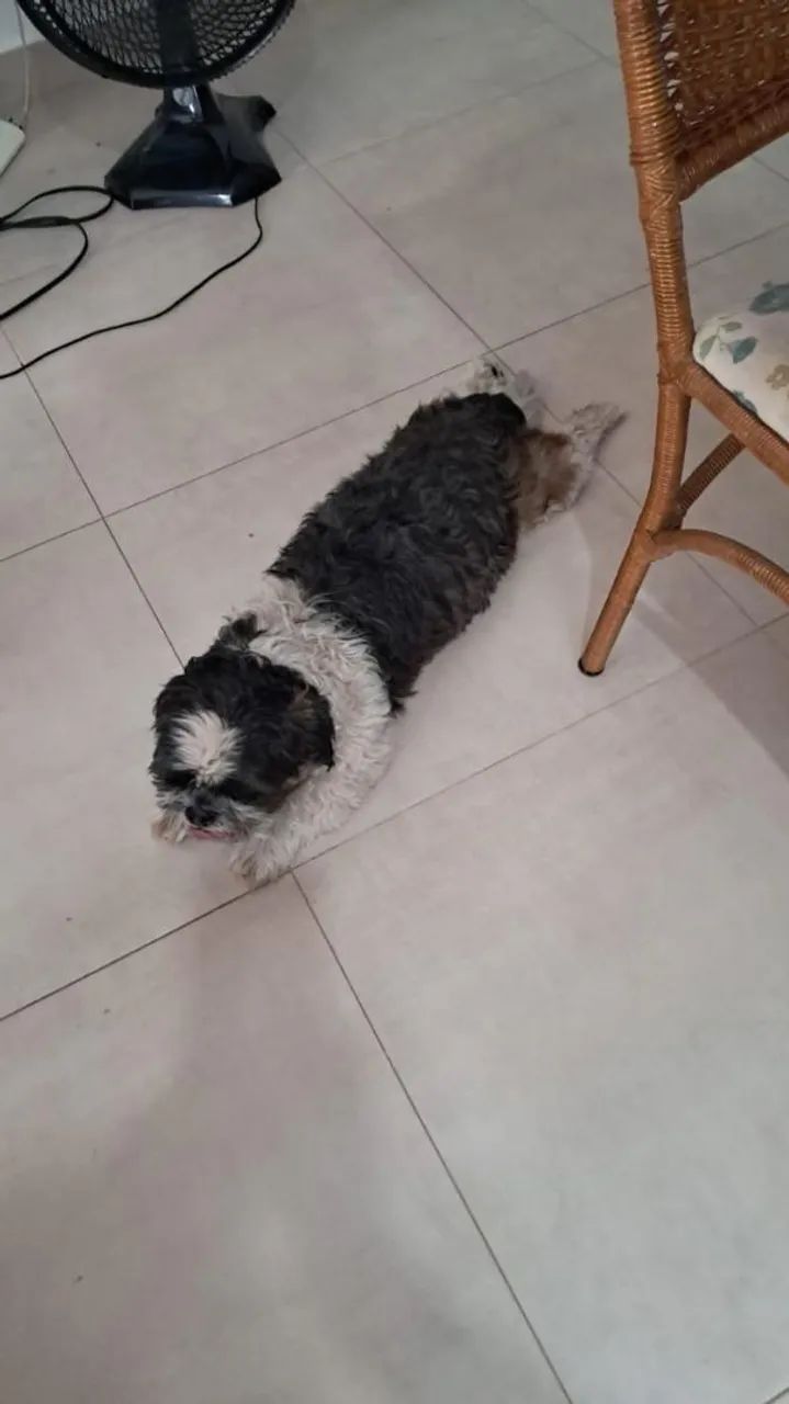 Doação de Cachorro Macho Lhasa Apso - Foto 3