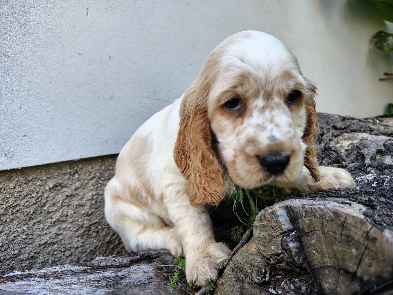cocker spaniel inglês  - Foto 3