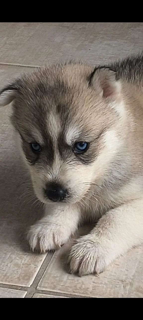 Vende-se husky siberiano - Foto 3