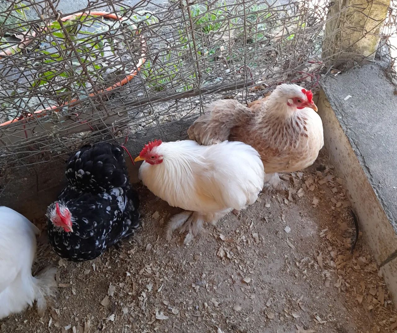 Galo mini cochim.  - Foto 2