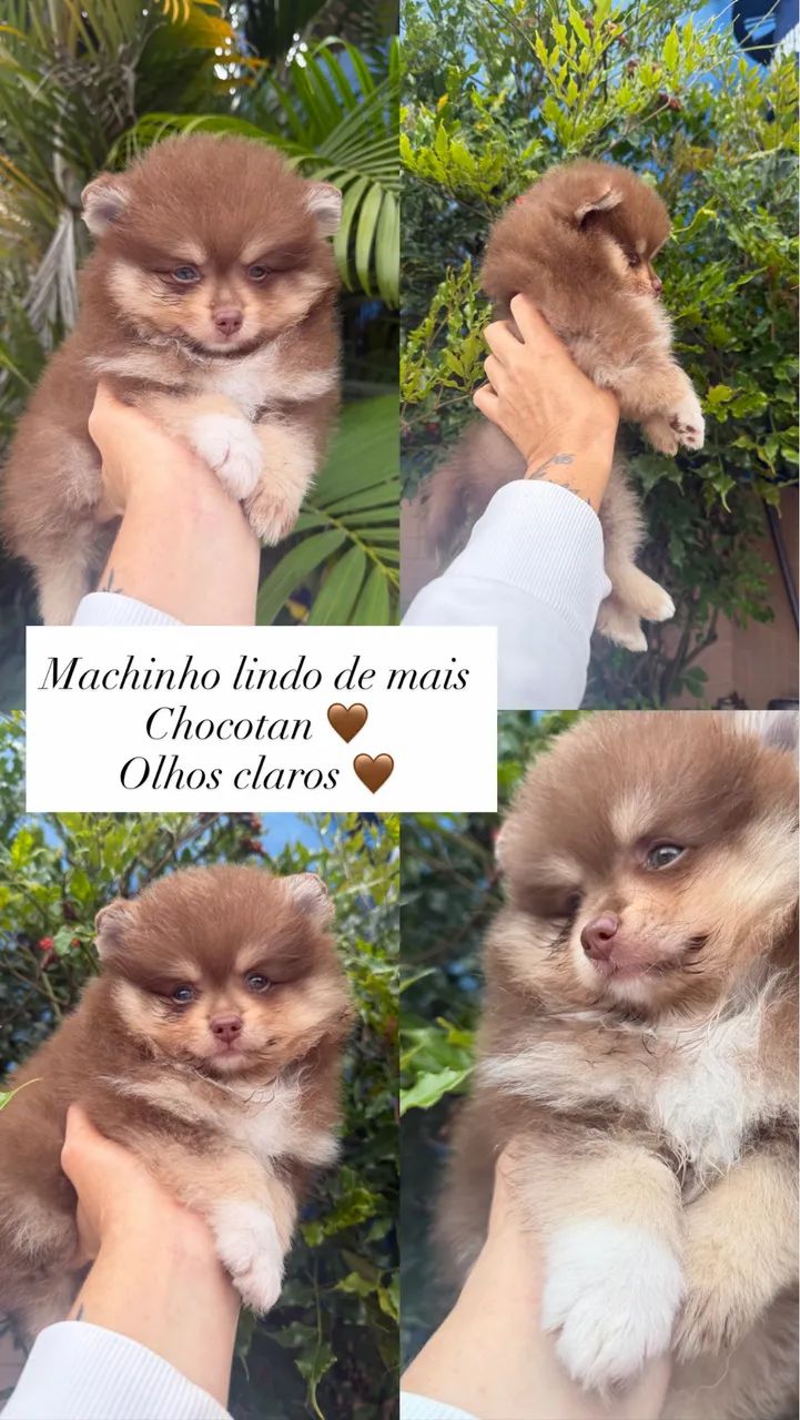 Spitz alemão  - Foto 2