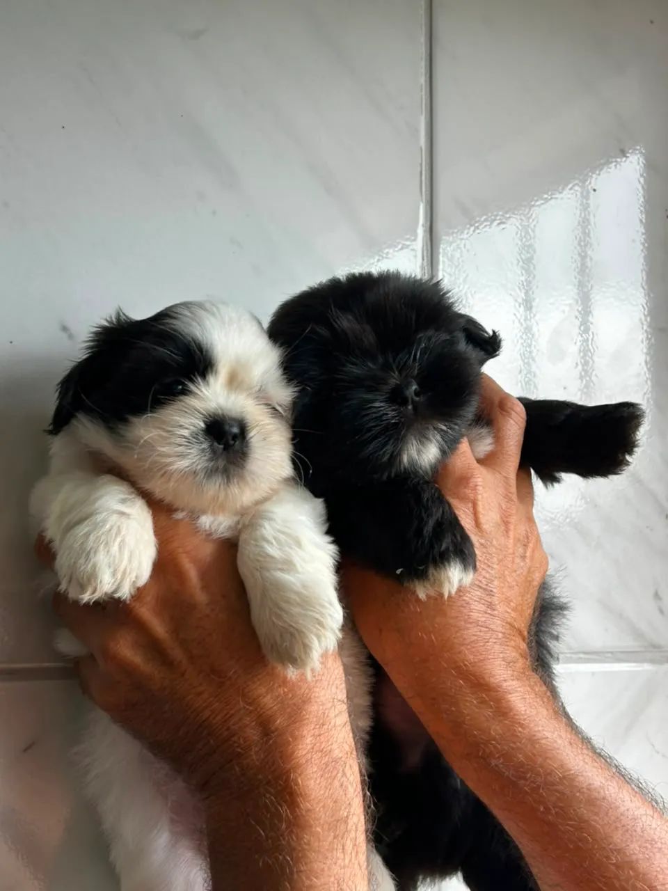Um amor peludo