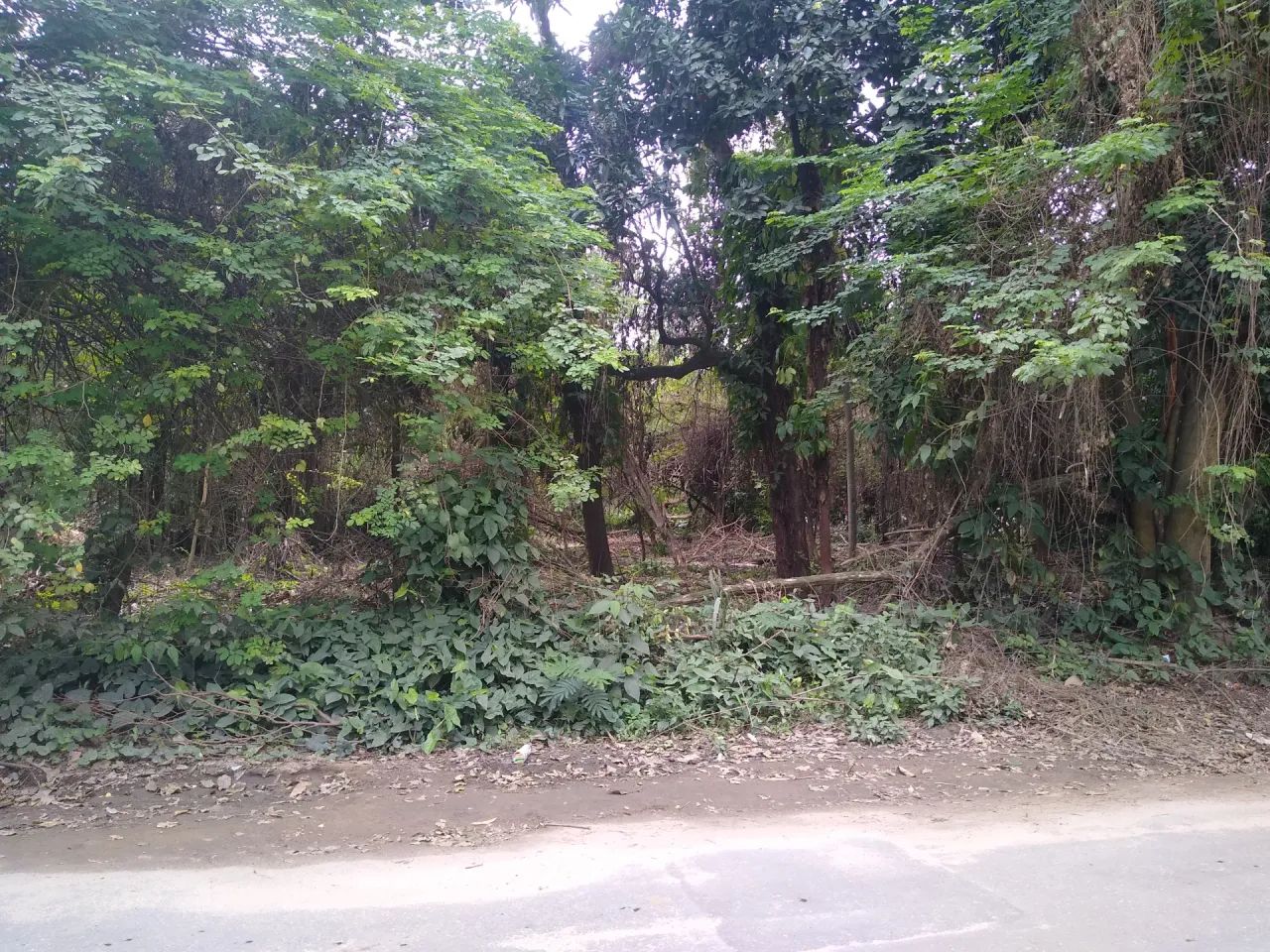 Terreno Comercial Plano com 3.000 m² no Rio da Prata - Foto 3
