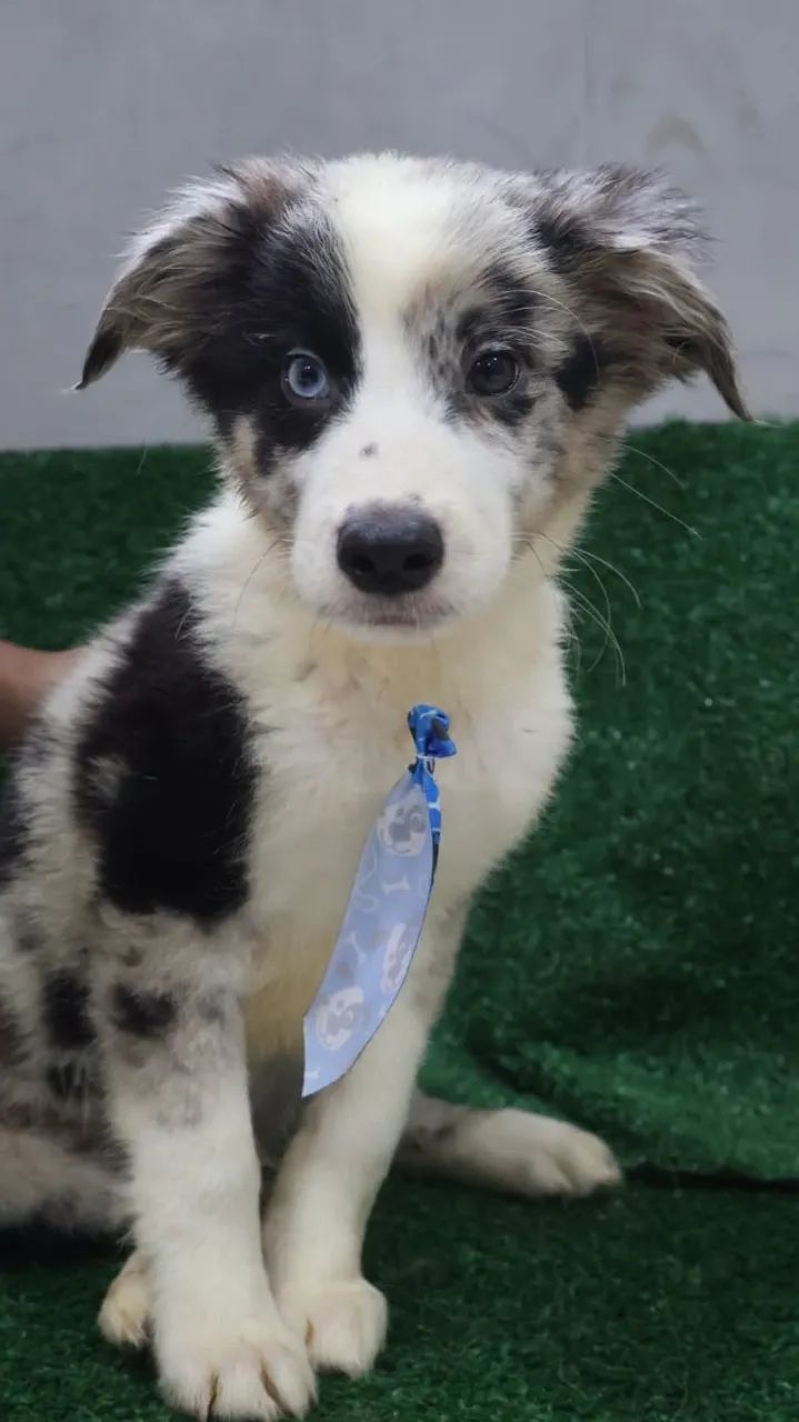 Border Collie Blue Merle Macho - Foto 3