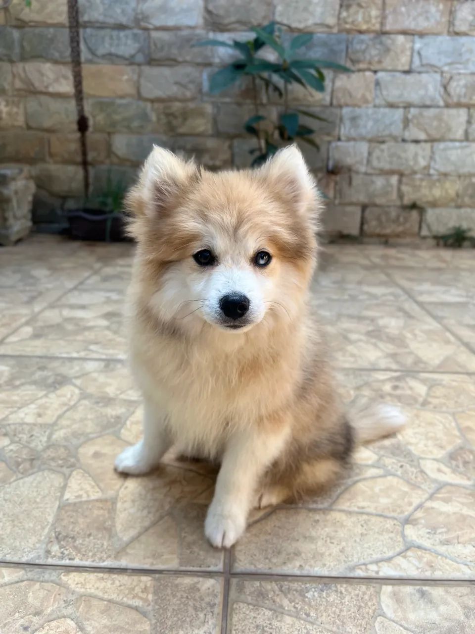 Pomsky f2 macho