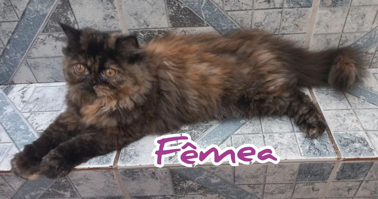 Filhotes Gatos Persas - Foto 4