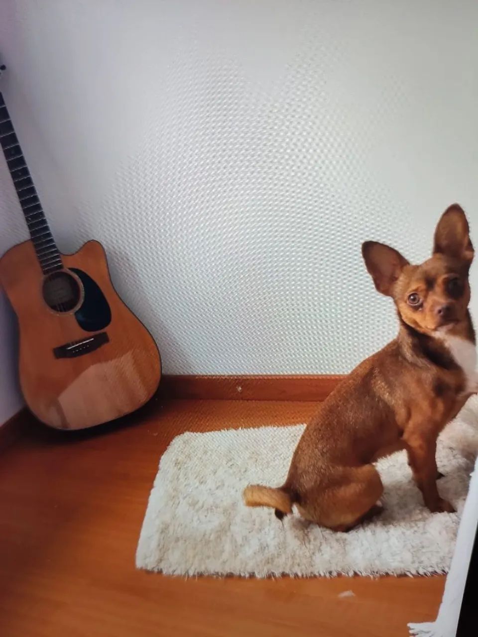 Doação de cachorro  - Foto 4