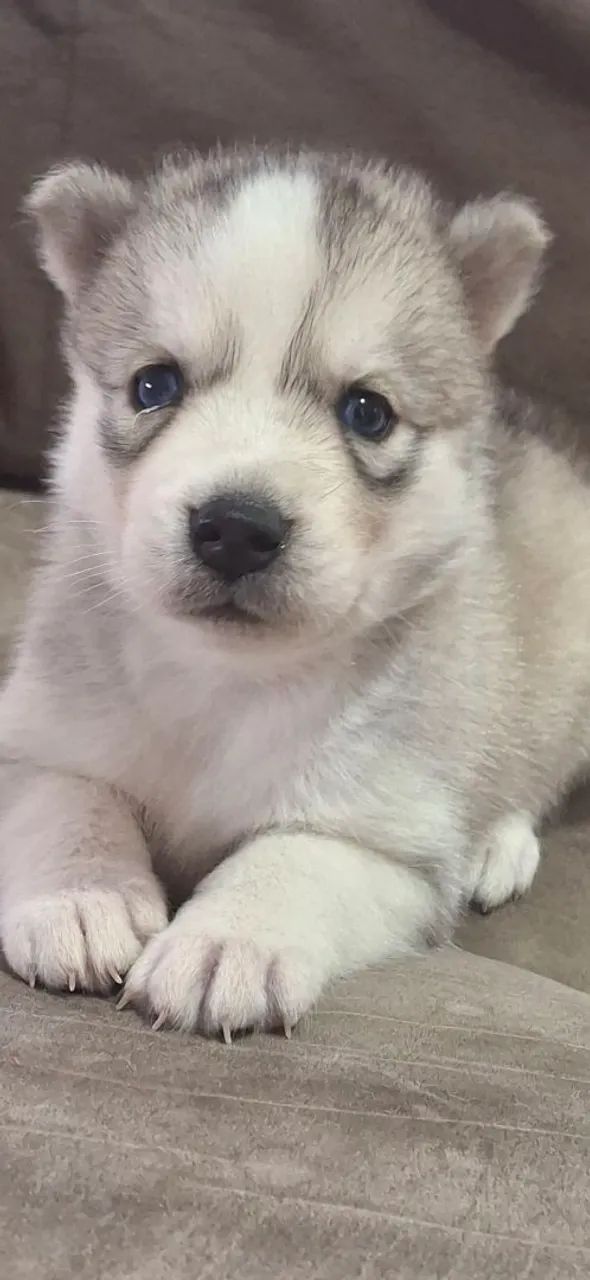 Filhotes de husky siberiano  - Foto 4