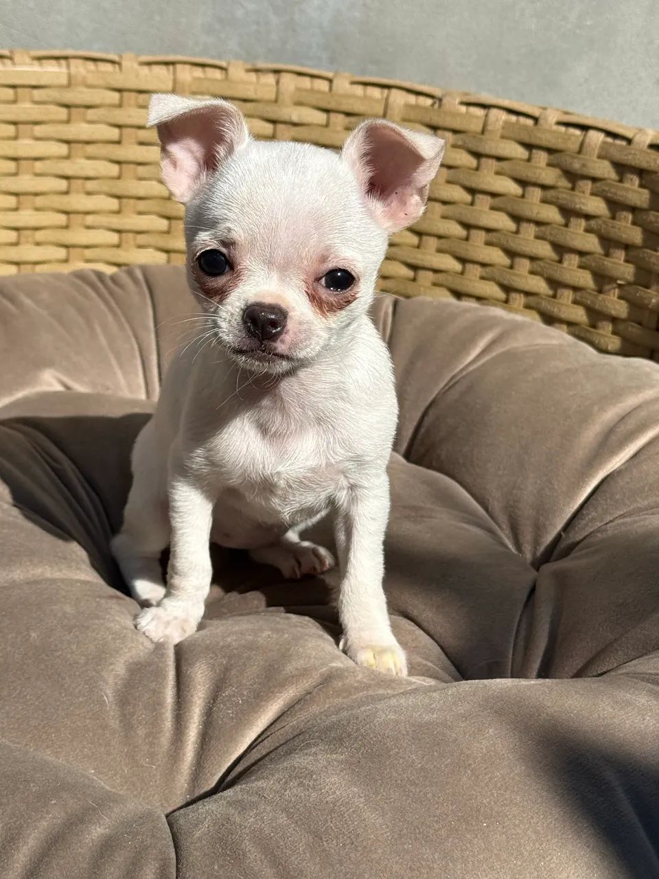 Chihuahua  Fêmea pelo curto micro  - Foto 4