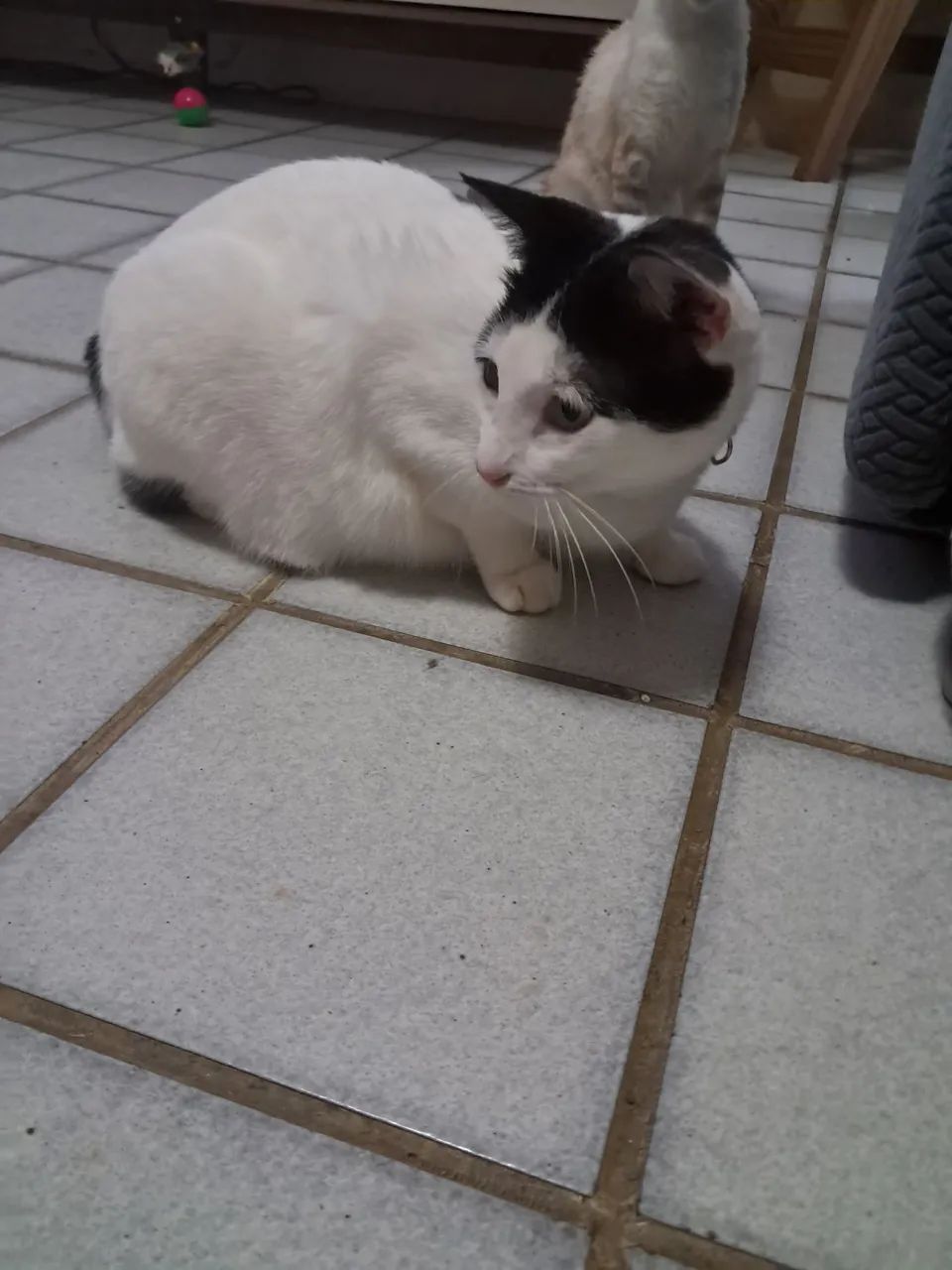 Gatinha para adoção  - Foto 3
