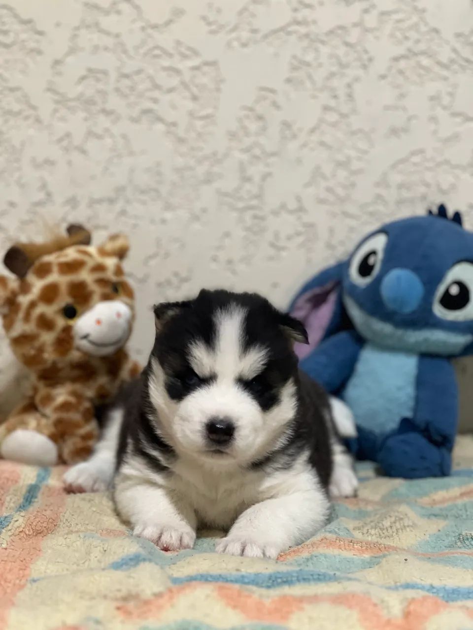 Husky siberiano 