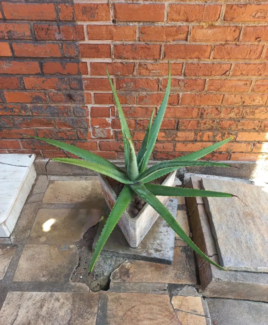 Vasos 10+ com plantas etc - Foto 4
