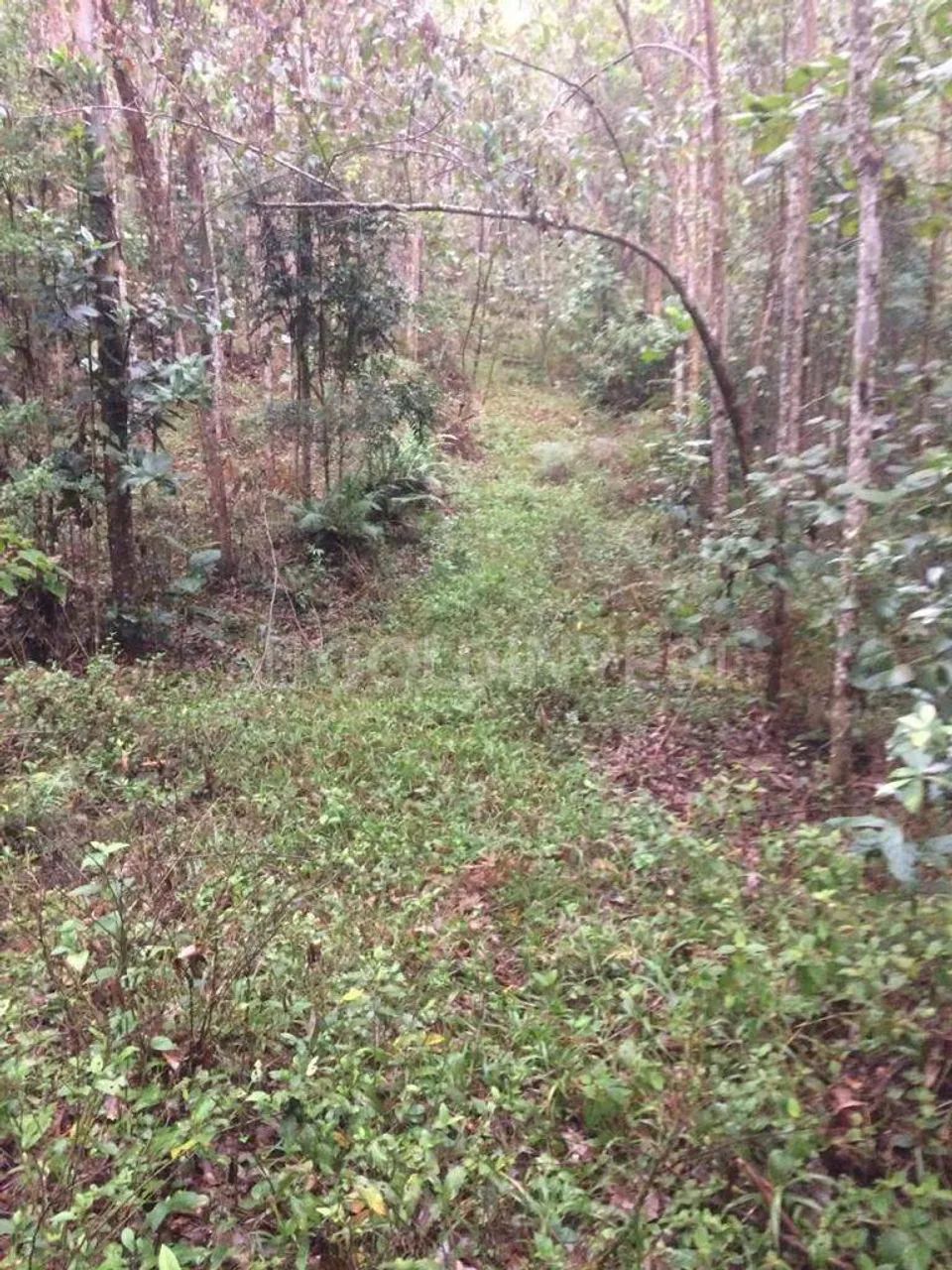 Chácara / Sítio à venda, Não Informado - Botuverá/SC - Foto 4