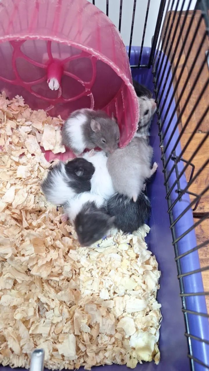 Hamster sírio - Foto 2