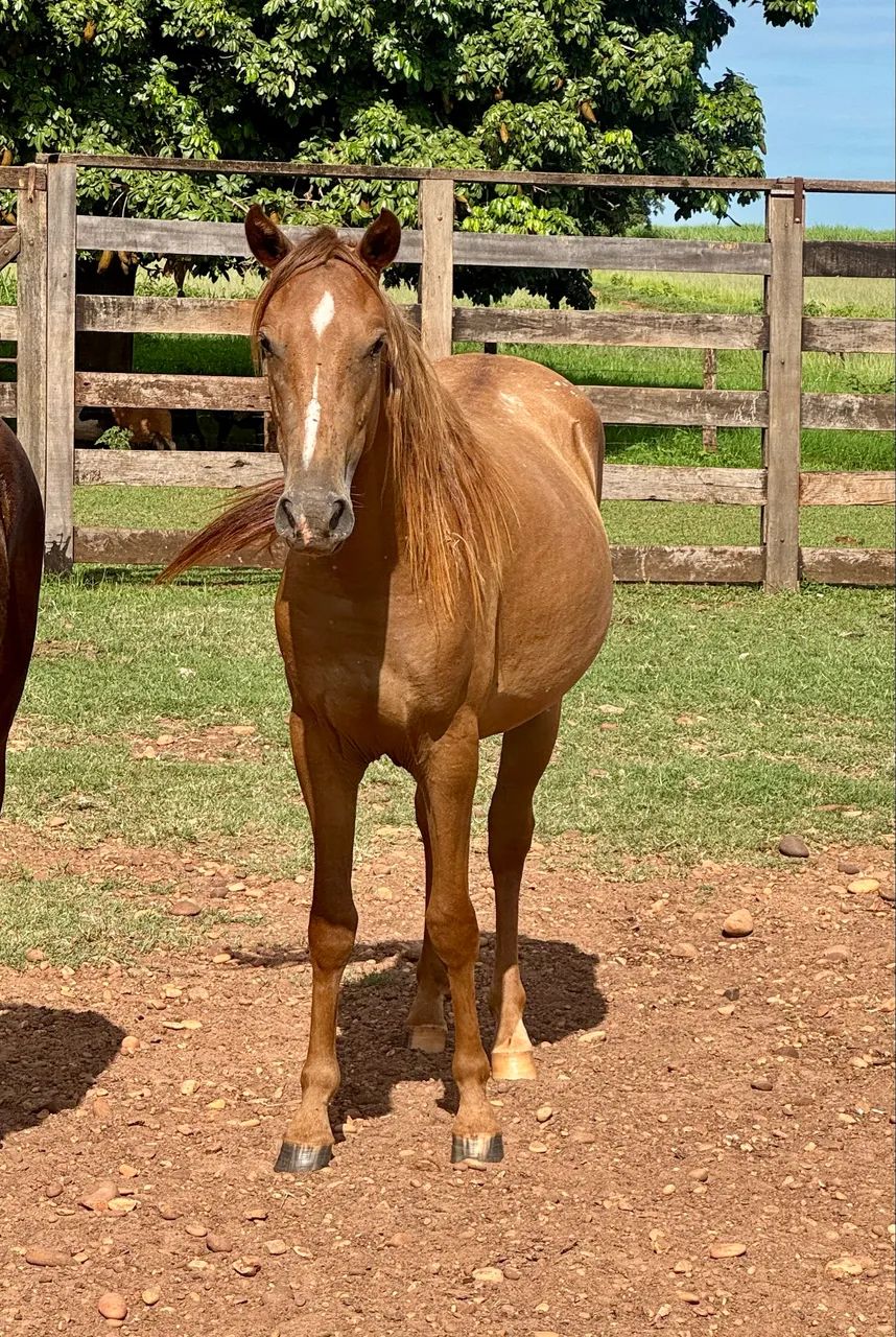 Potra quarto de milha sem documento  - Foto 3