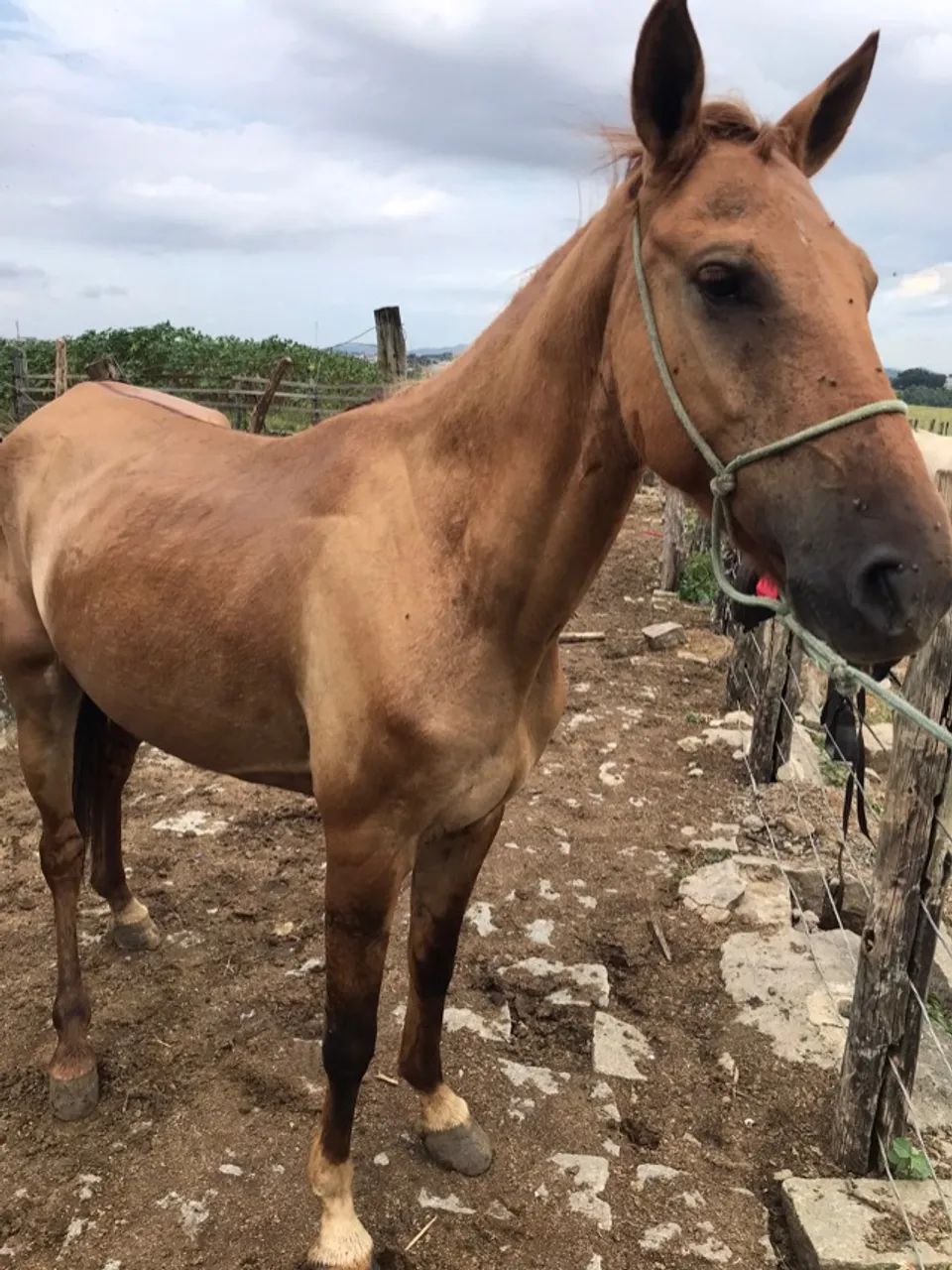Vendo égua baía marcha picada mangalarga 