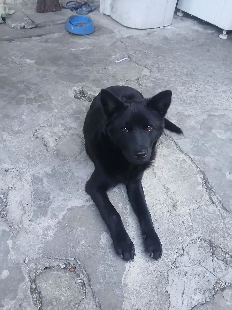 DOAÇÃO CACHORRO - Foto 3