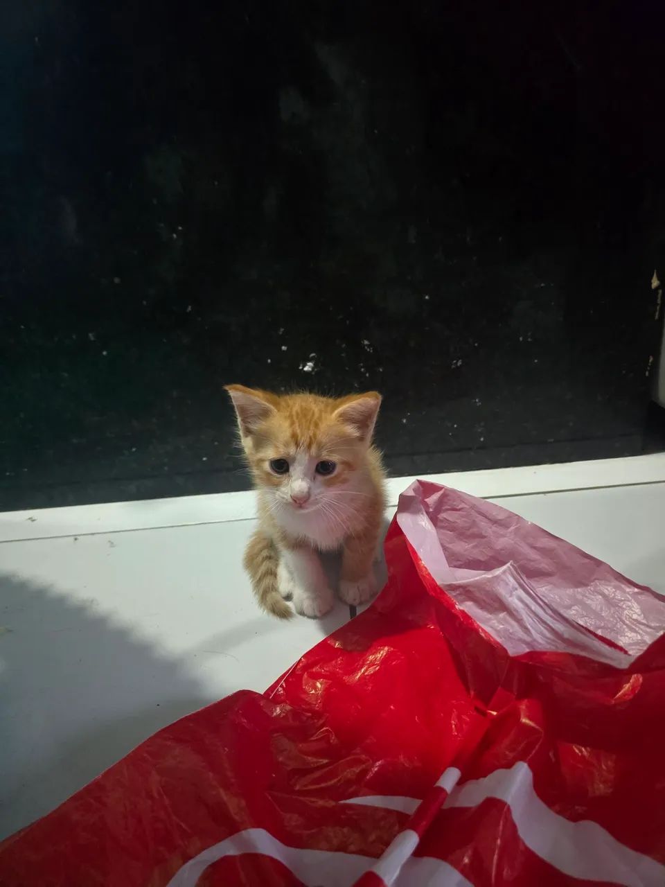 Gatos para Doação 