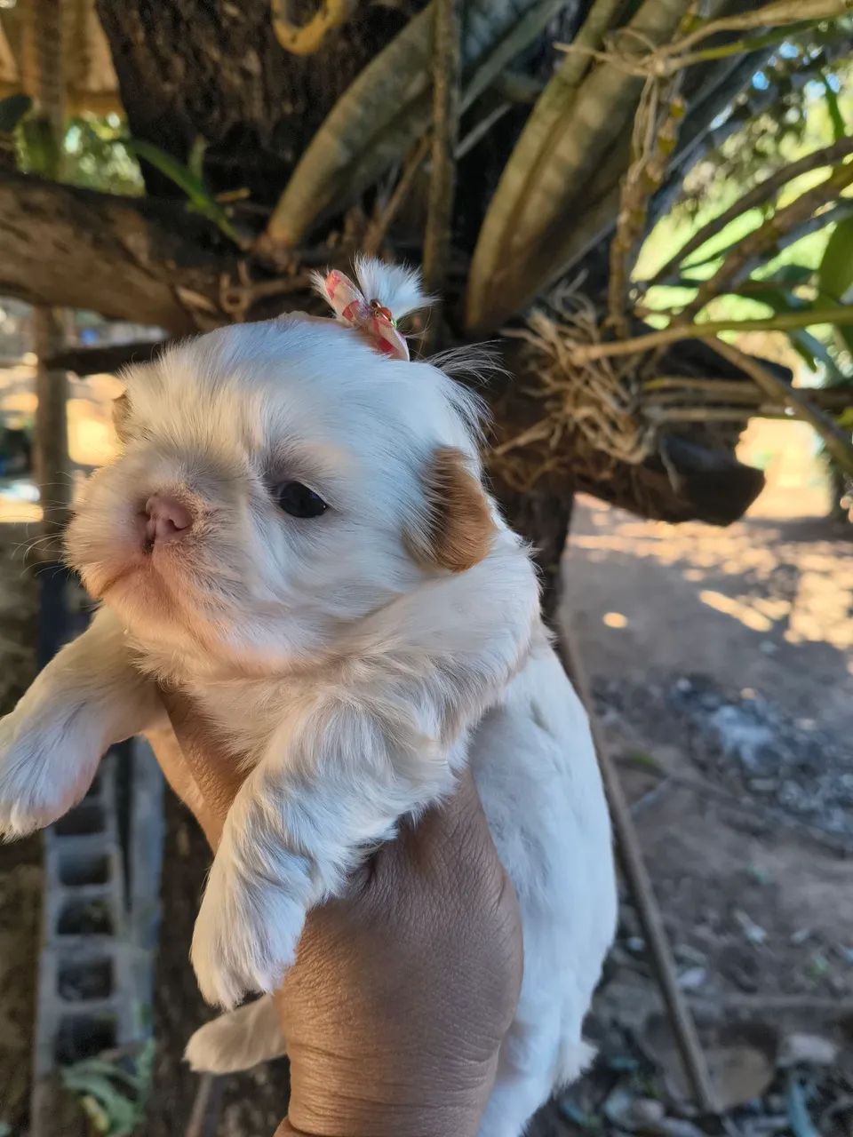 Animais  - Foto 4