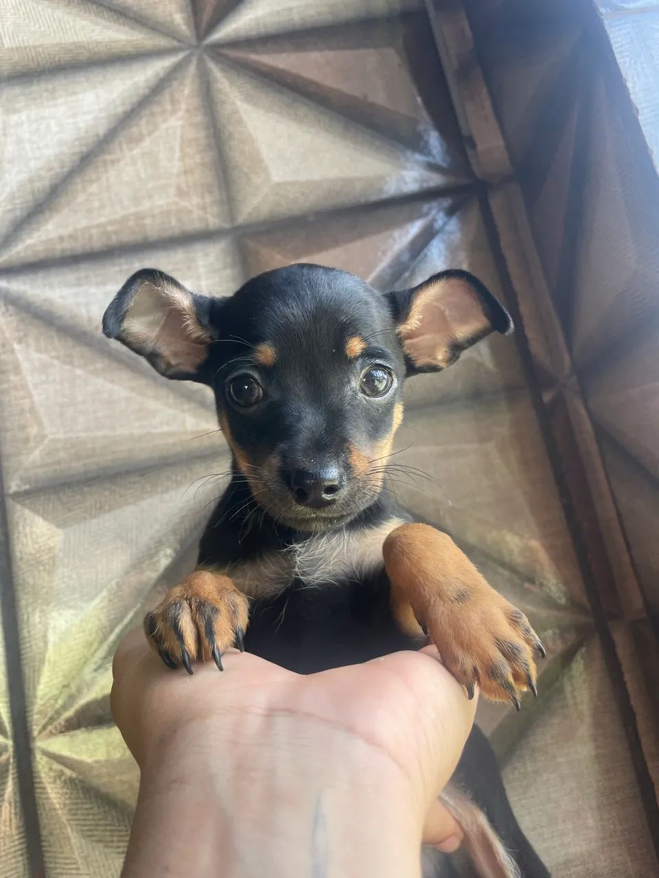 Pinscher 