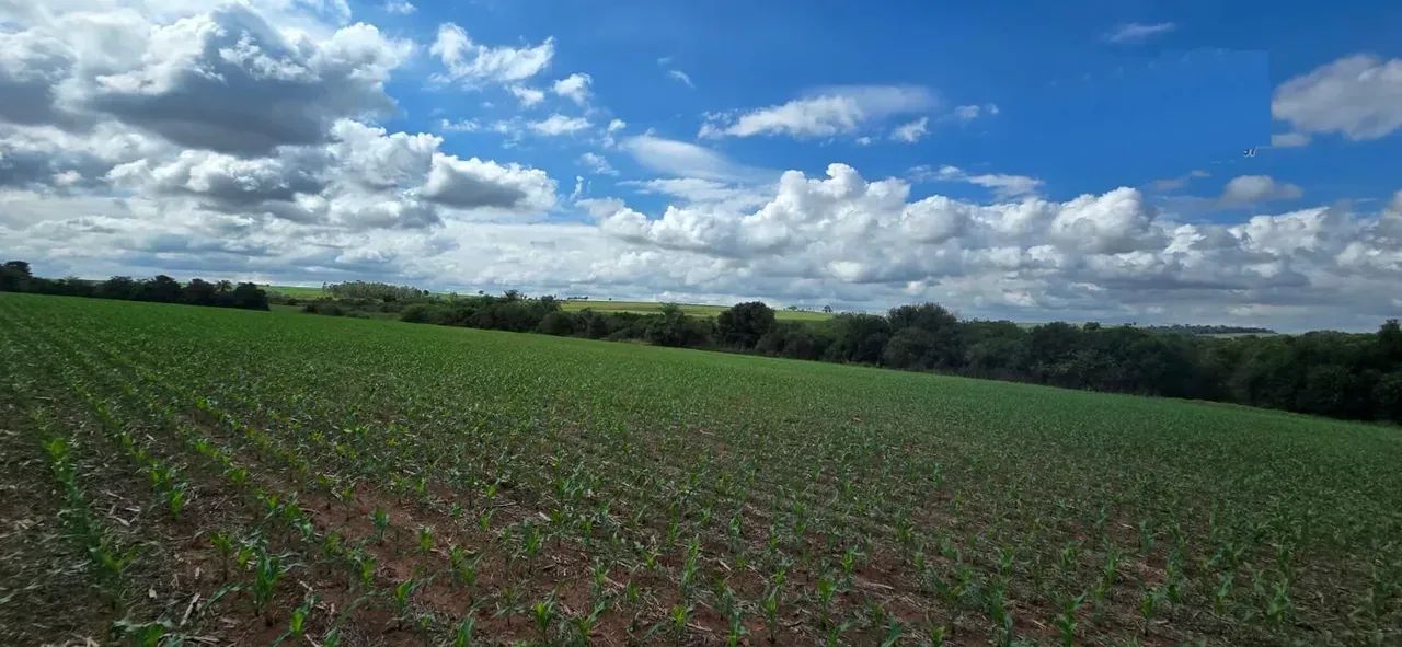Fazenda para venda no PR. NOROESTE. - Foto 4