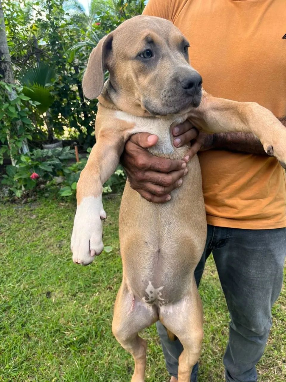 Pet Pitbull Monster com American Bully  - Foto 4