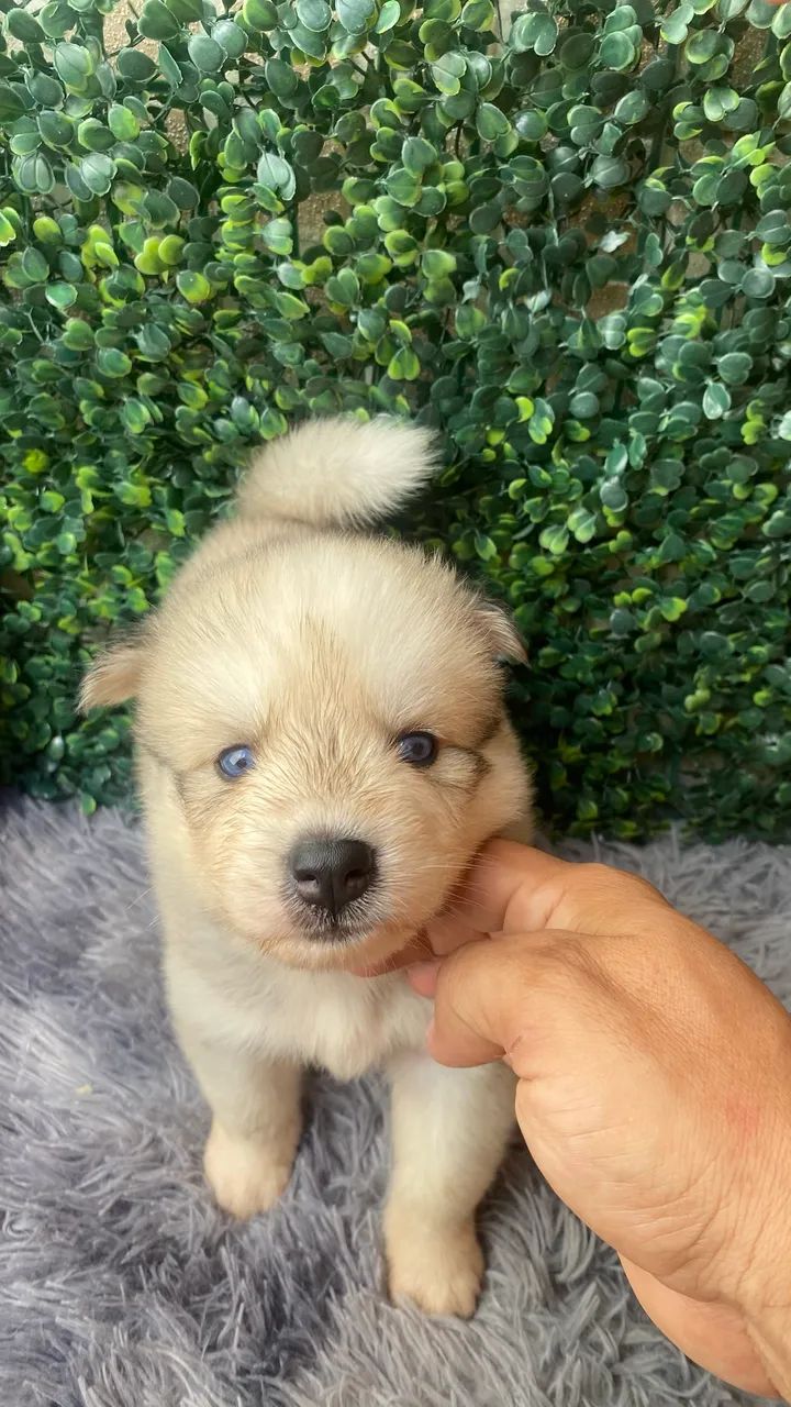 Cachorro hasky siberiano - Foto 5